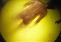 Jesse LaVercombe frontal nude scenes