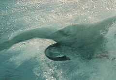 Aidan Turner nude and sex scenes